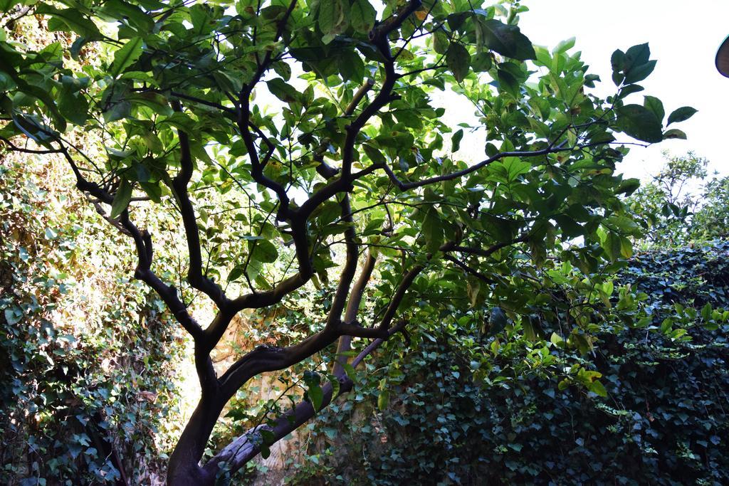 ArtRoom Garden Noto Exterior foto